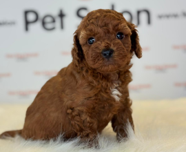 MİNNAK TOYPOODLE YAVRULAR
